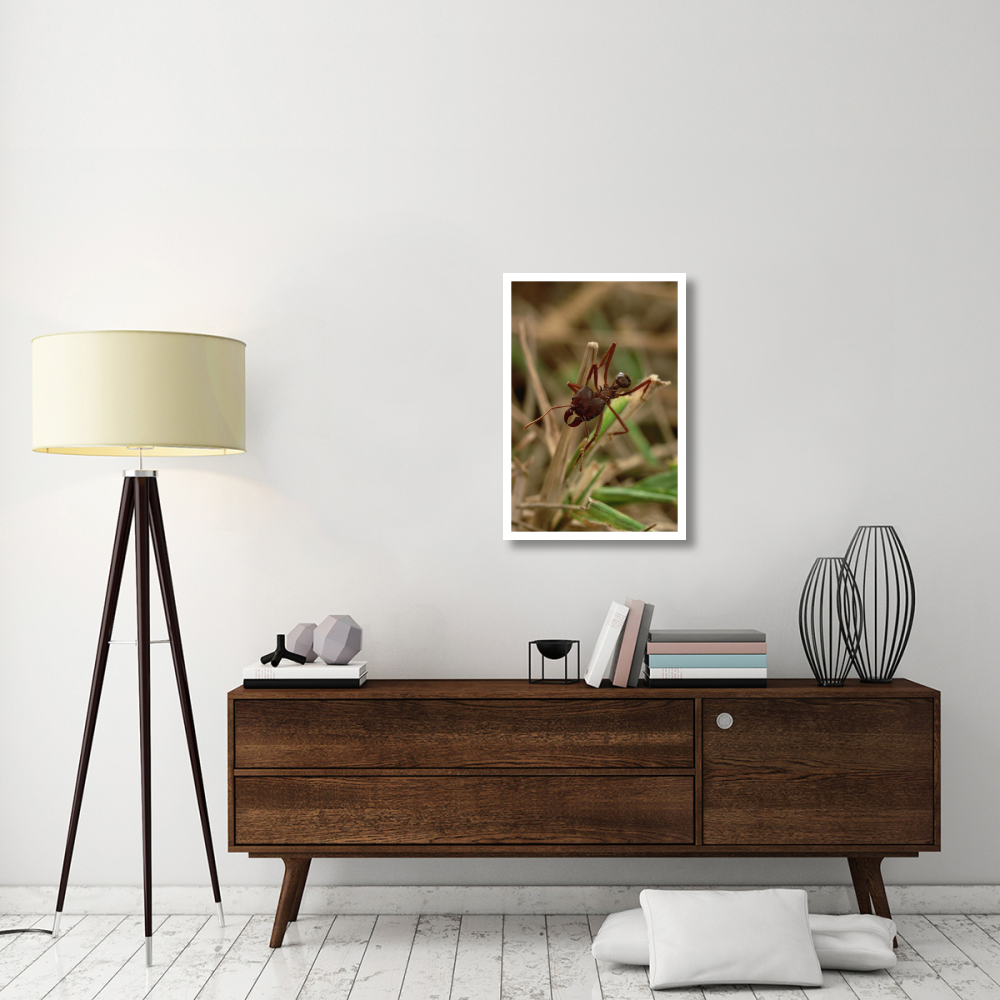 Leafcutter Ant, Paraguay-Paper Art-22&quotx32"