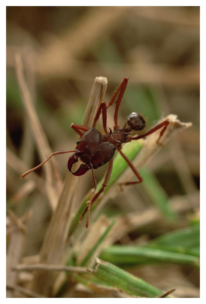Leafcutter Ant, Paraguay-Paper Art-34"x50"