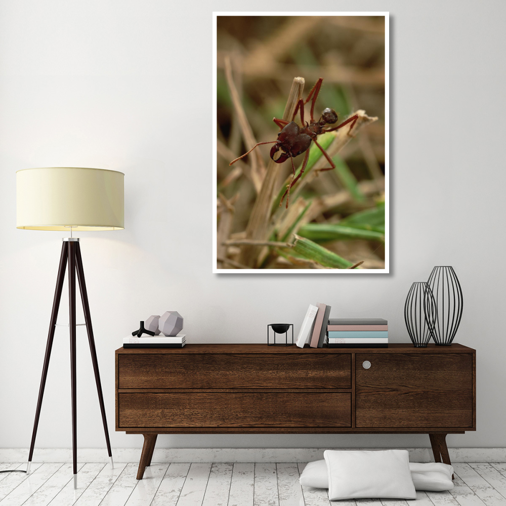Leafcutter Ant, Paraguay-Paper Art-42&quotx62"