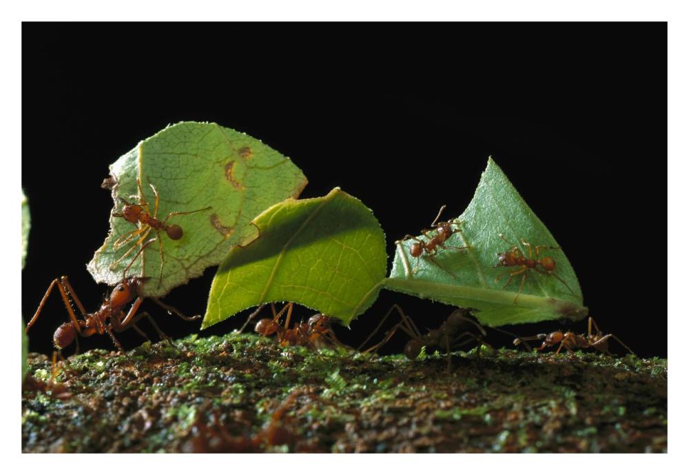 Leafcutter Ant ants taking leaves to nest, French Guiana-Paper Art-32"x22"