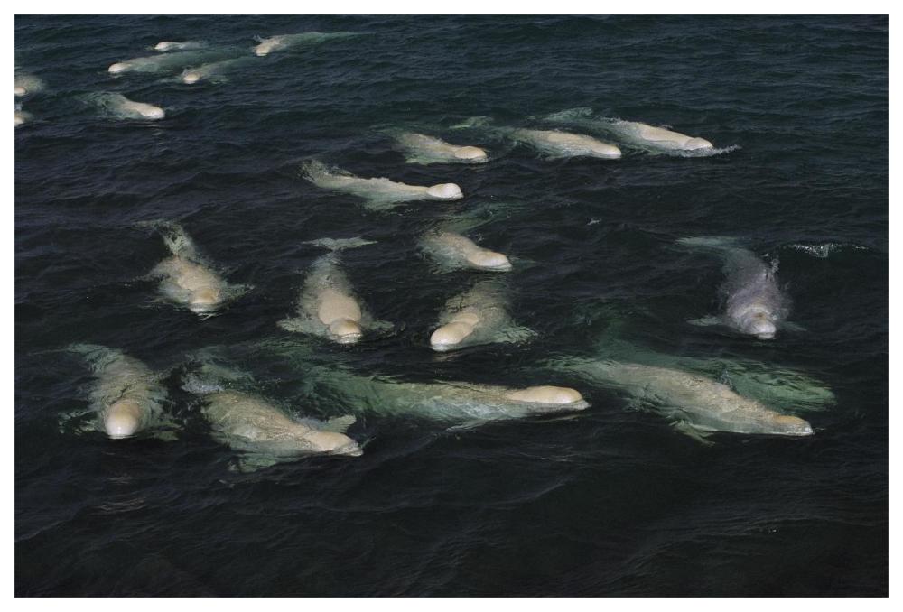 Beluga pod molting in freshwater shallows, NWT, Canada-Paper Art-62"x42"