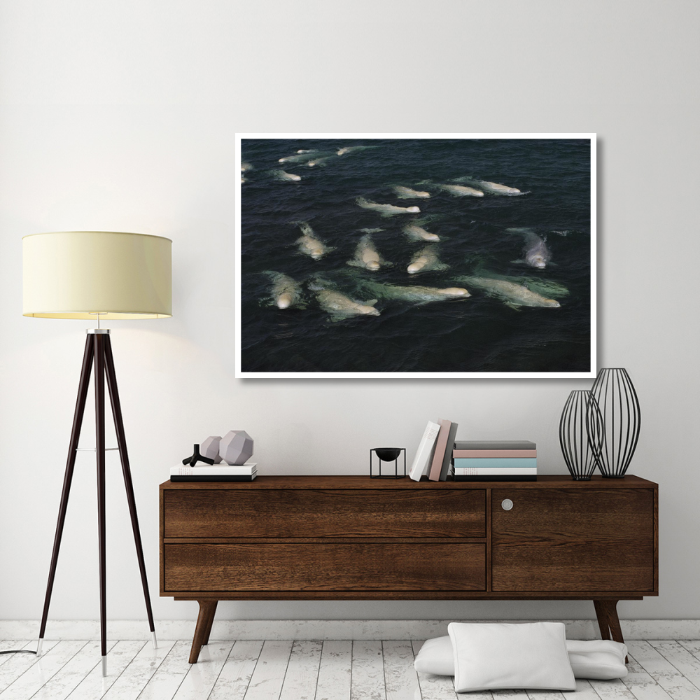 Beluga pod molting in freshwater shallows, NWT, Canada-Paper Art-62&quotx42"