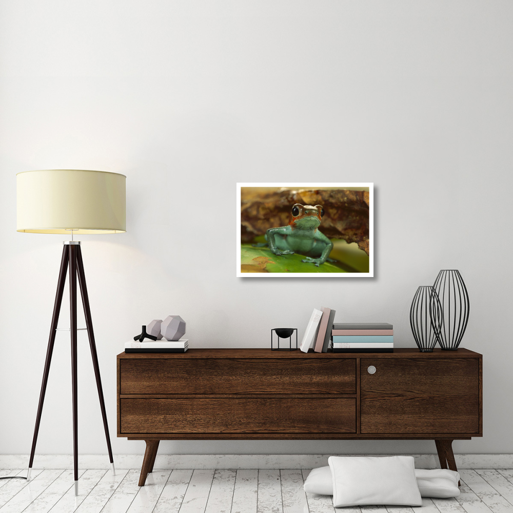 Strawberry Poison Dart Frog portrait, Mali-Paper Art-32&quotx22"