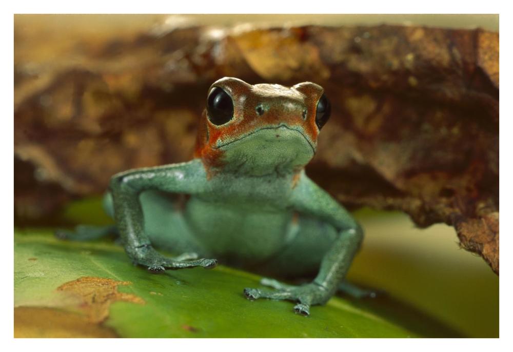 Strawberry Poison Dart Frog portrait, Mali-Paper Art-38"x26"