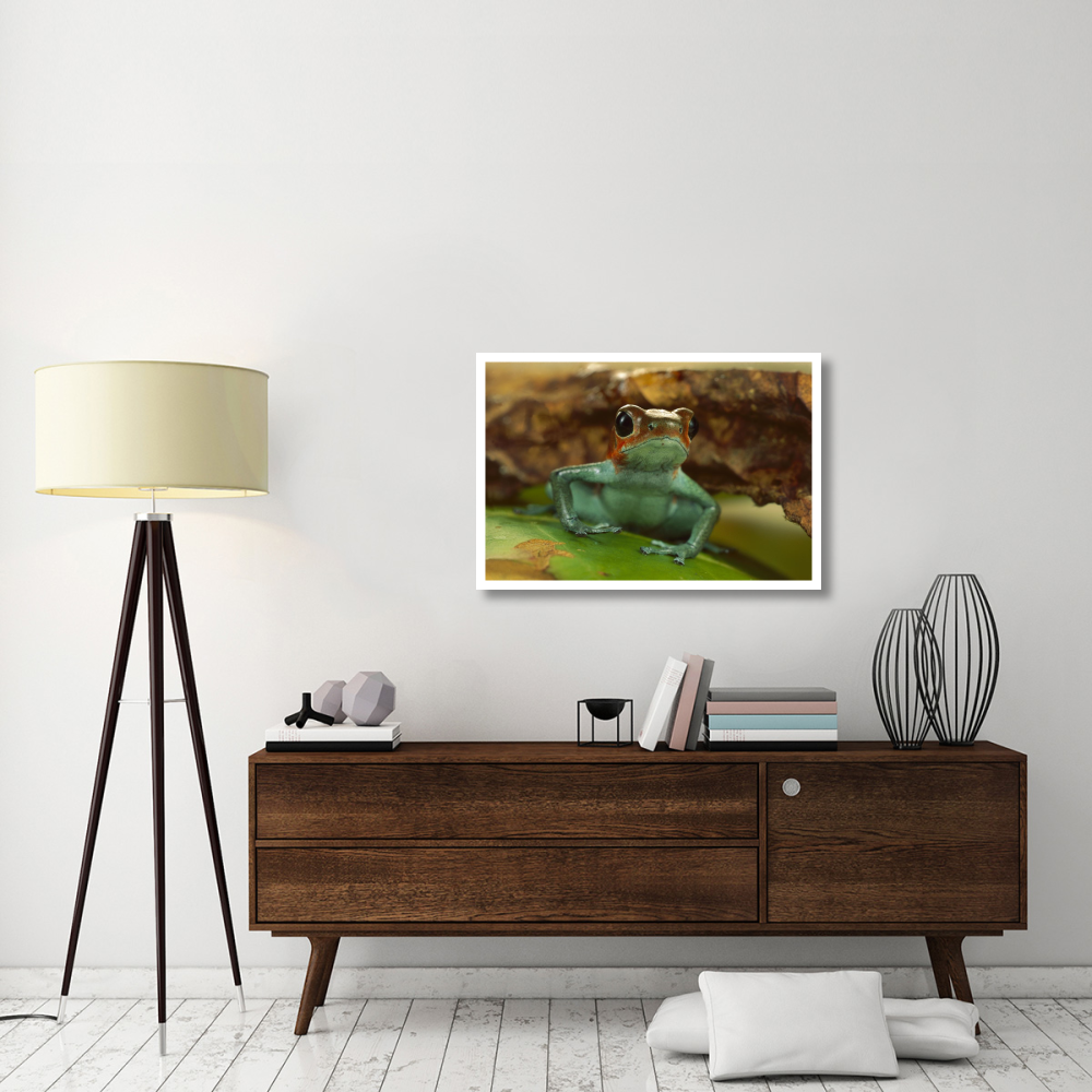 Strawberry Poison Dart Frog portrait, Mali-Paper Art-38&quotx26"