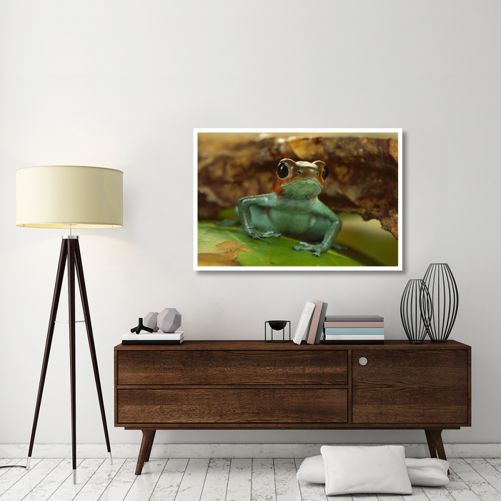 Strawberry Poison Dart Frog portrait, Mali-Paper Art-50&quotx34"