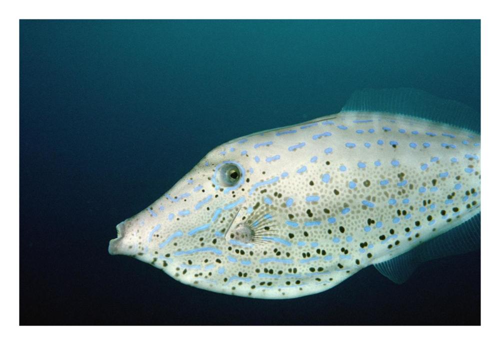 Scrawled Filefish portrait off of Cocos Island, Costa Rica-Paper Art-26"x18"
