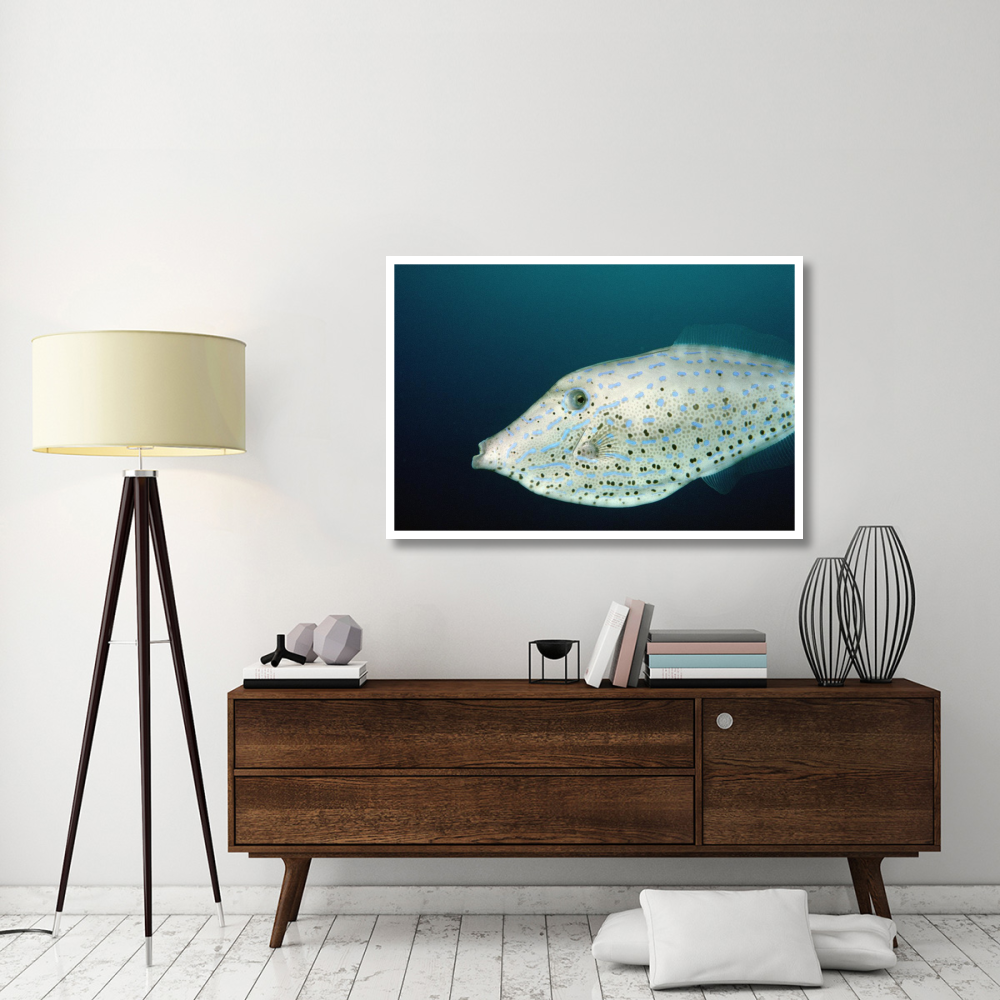 Scrawled Filefish portrait off of Cocos Island, Costa Rica-Paper Art-50&quotx34"