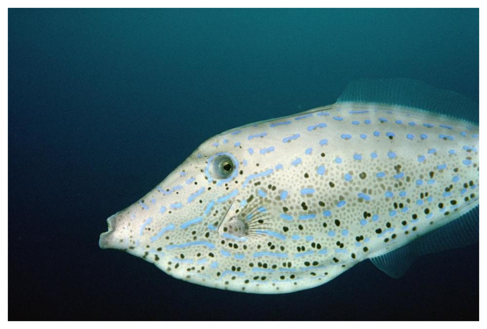 Scrawled Filefish portrait off of Cocos Island, Costa Rica-Paper Art-62"x42"