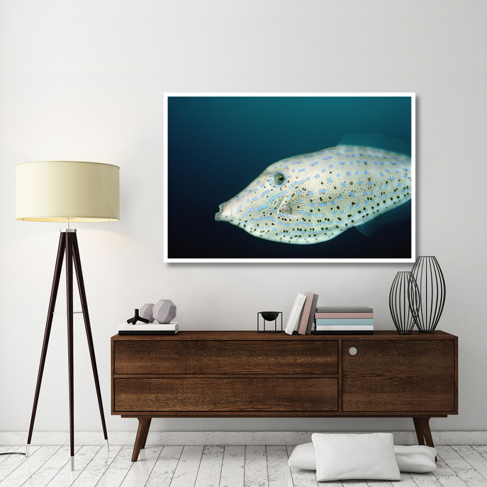 Scrawled Filefish portrait off of Cocos Island, Costa Rica-Paper Art-62&quotx42"