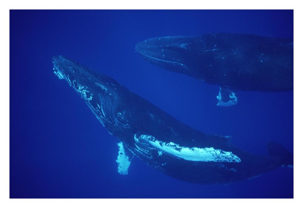 Humpback Whale friendly singer and joiner, Maui, Hawaii-Paper Art-32"x22"