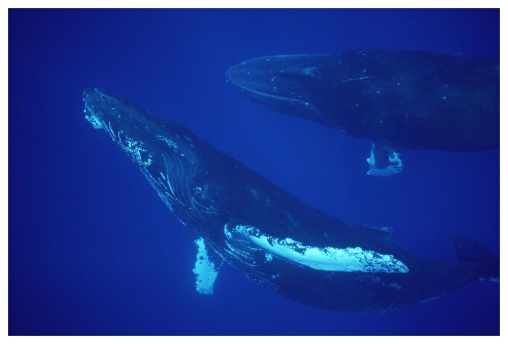 Humpback Whale friendly singer and joiner, Maui, Hawaii-Paper Art-62"x42"