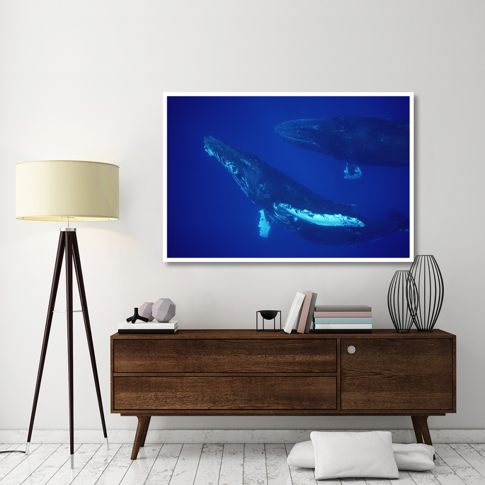 Humpback Whale friendly singer and joiner, Maui, Hawaii-Paper Art-62&quotx42"
