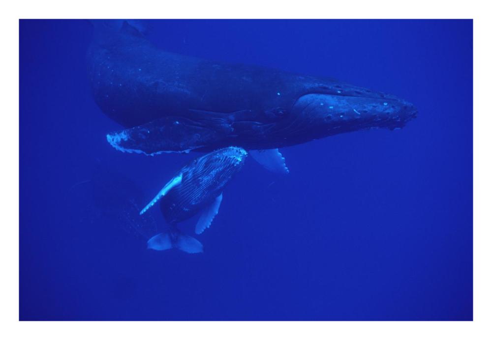 Humpback Whale friendly mother and calf followed by male escort, Maui, Hawaii-Paper Art-26"x18"