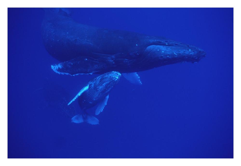 Humpback Whale friendly mother and calf followed by male escort, Maui, Hawaii-Paper Art-32"x22"