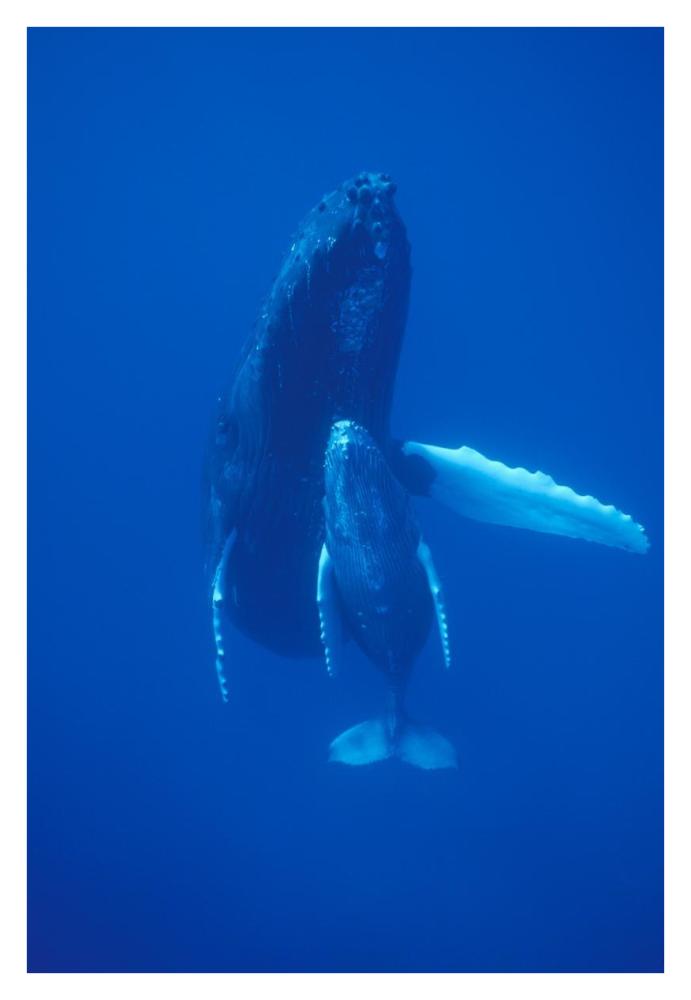 Humpback Whale cow and calf resting, Maui, Hawaii-Paper Art-26"x38"