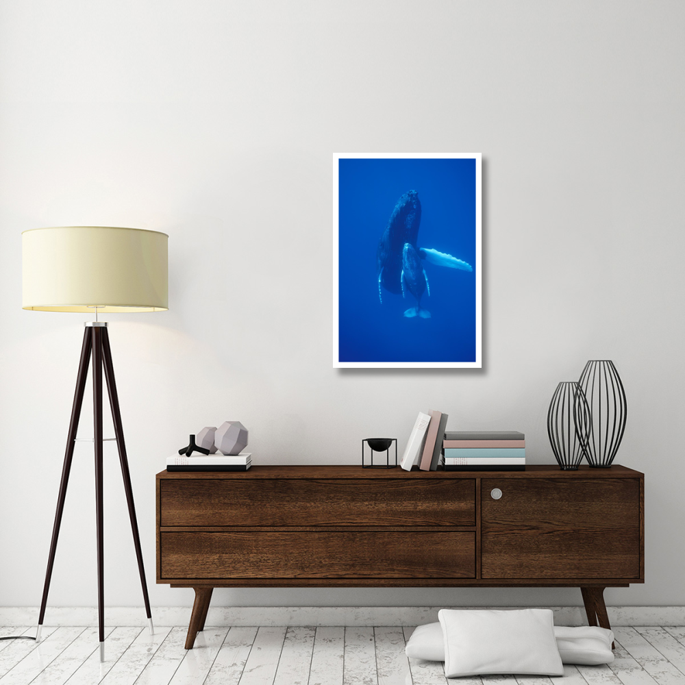 Humpback Whale cow and calf resting, Maui, Hawaii-Paper Art-26&quotx38"