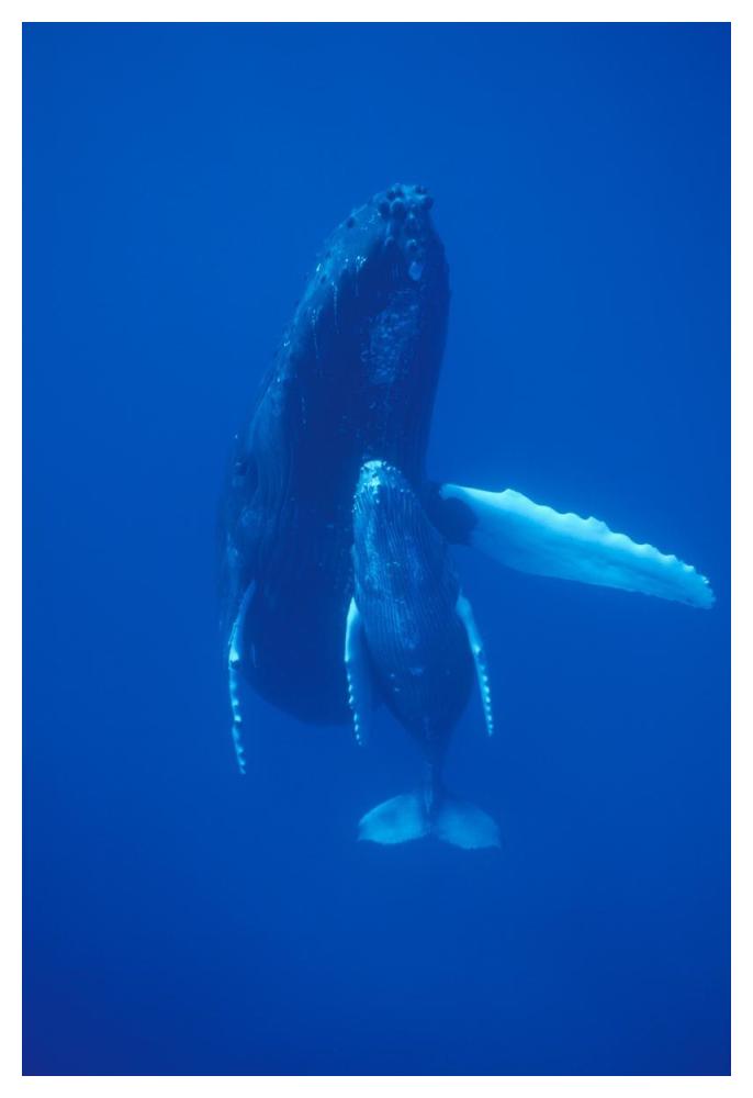 Humpback Whale cow and calf resting, Maui, Hawaii-Paper Art-34"x50"