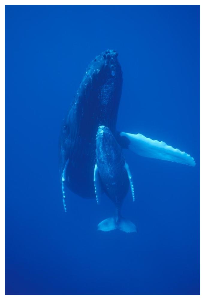 Humpback Whale cow and calf resting, Maui, Hawaii-Paper Art-42"x62"