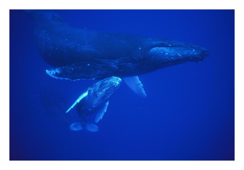 Humpback Whale cow and calf resting, Maui, Hawaii-Paper Art-26"x18"