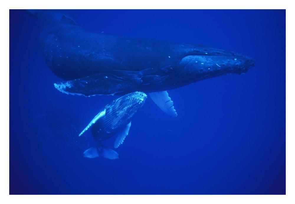 Humpback Whale cow and calf resting, Maui, Hawaii-Paper Art-32"x22"