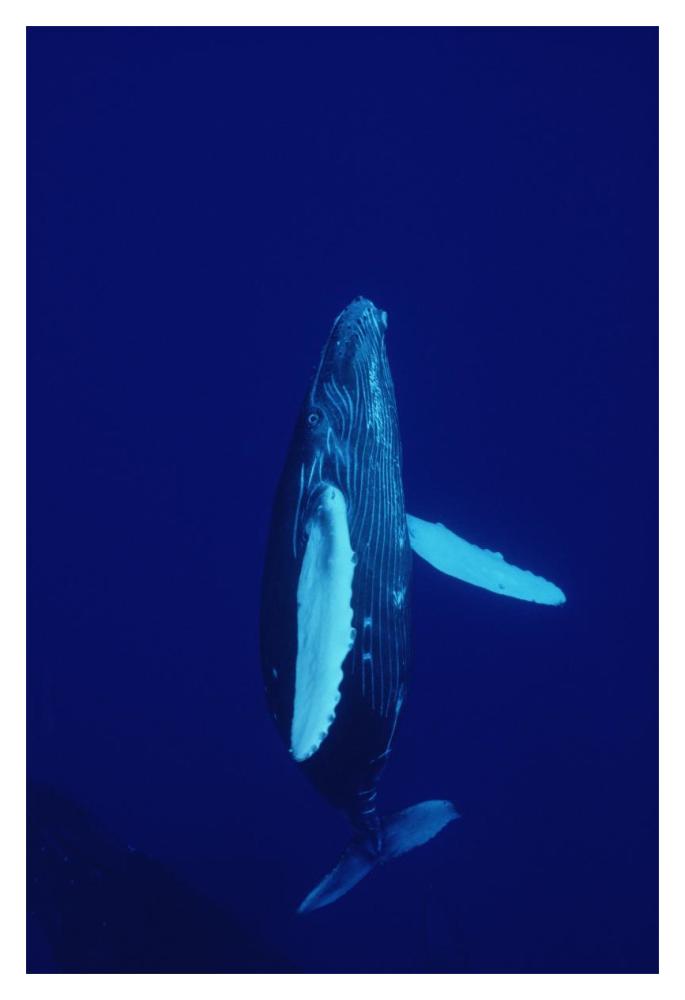 Humpback Whale curious calf, Maui, Hawaii-Paper Art-14"x20"