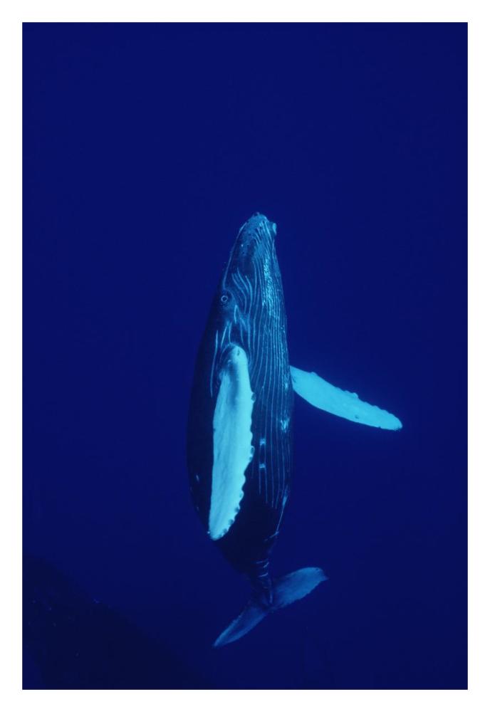 Humpback Whale curious calf, Maui, Hawaii-Paper Art-22"x32"