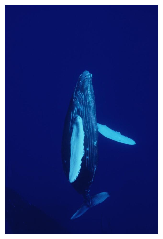 Humpback Whale curious calf, Maui, Hawaii-Paper Art-34"x50"