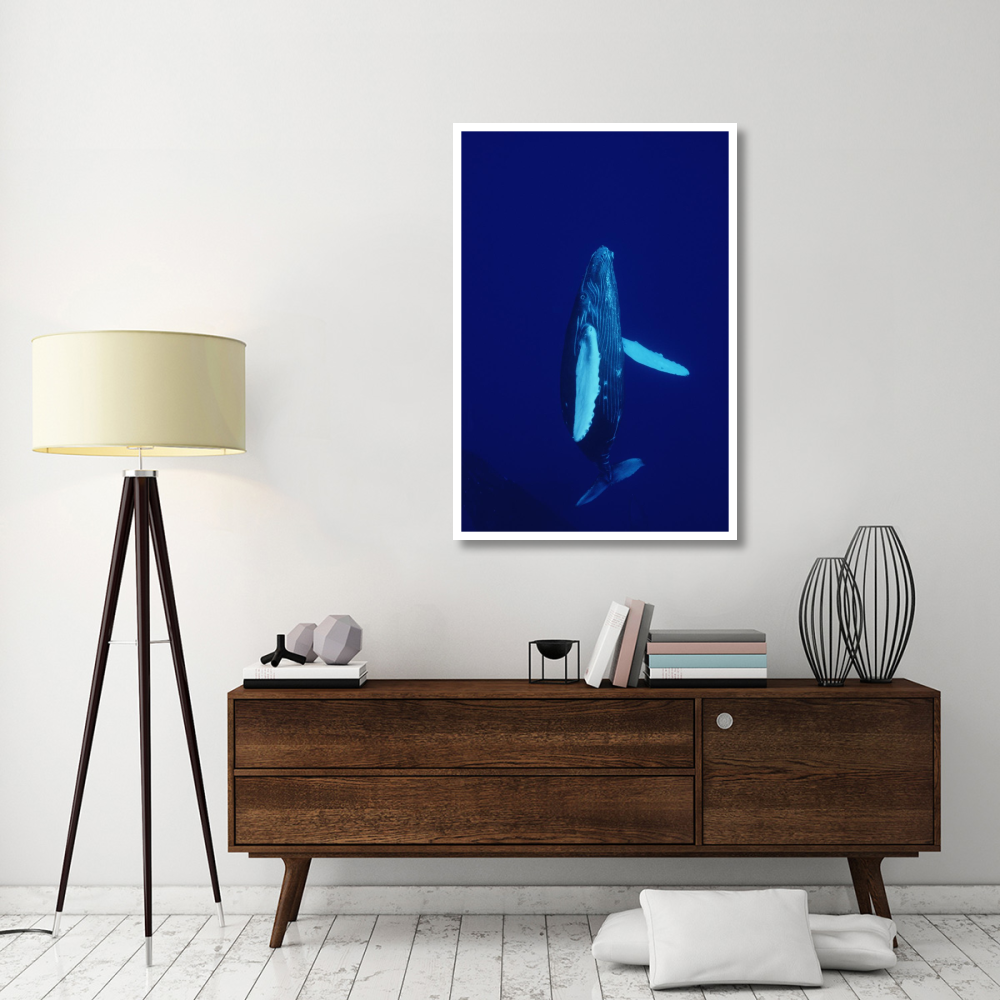Humpback Whale curious calf, Maui, Hawaii-Paper Art-34&quotx50"
