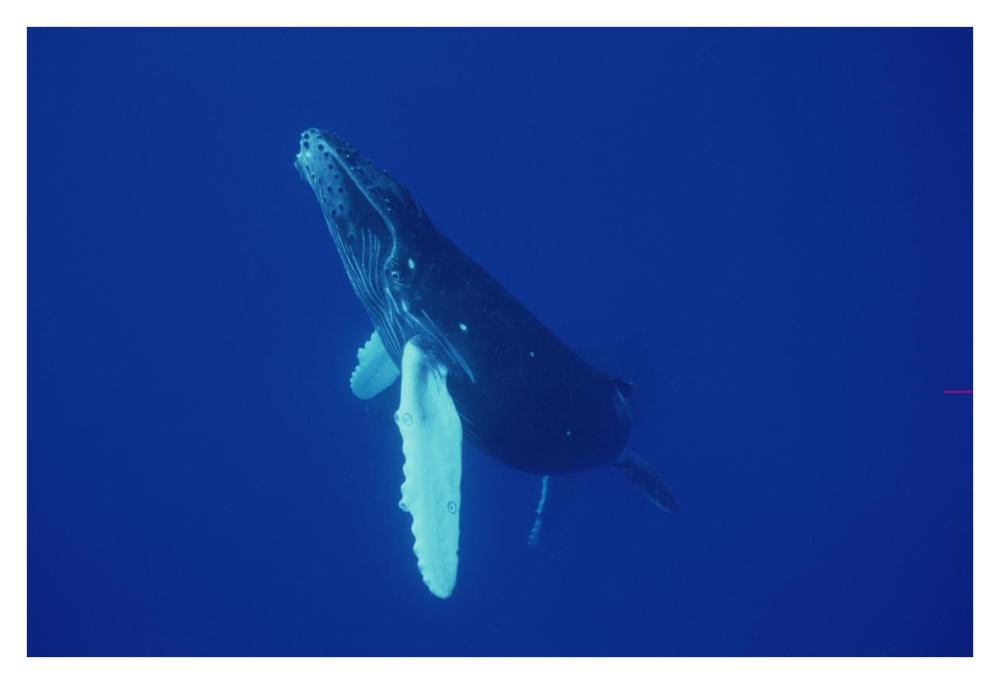 Humpback Whale curious calf, Maui, Hawaii-Paper Art-38"x26"