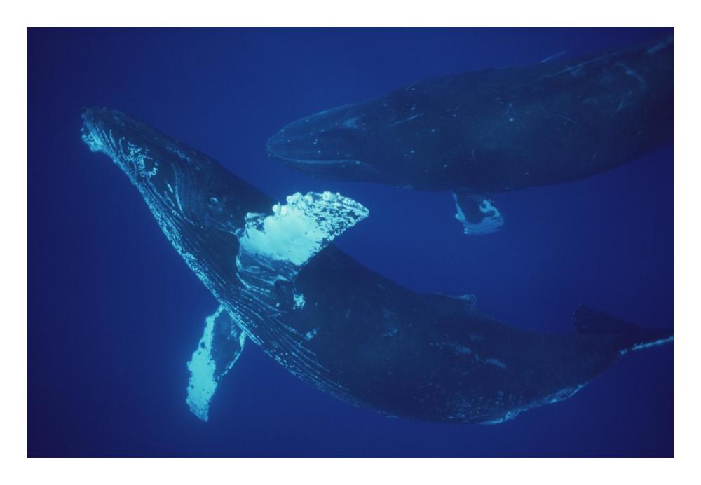 Humpback Whale singer and joiner, Maui, Hawaii-Paper Art-26"x18"