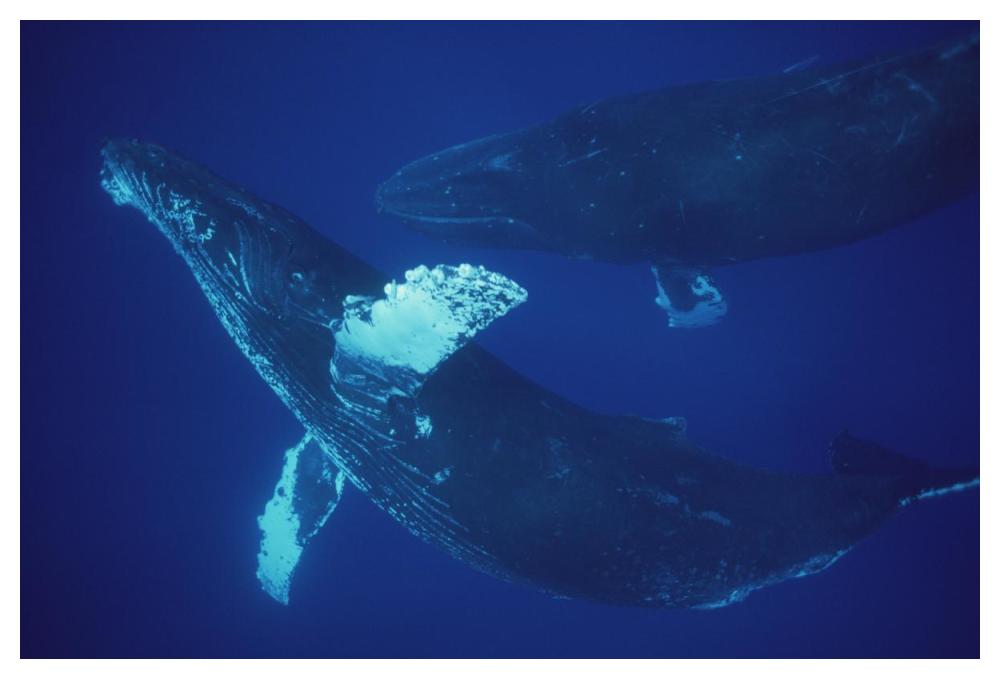 Humpback Whale singer and joiner, Maui, Hawaii-Paper Art-50"x34"