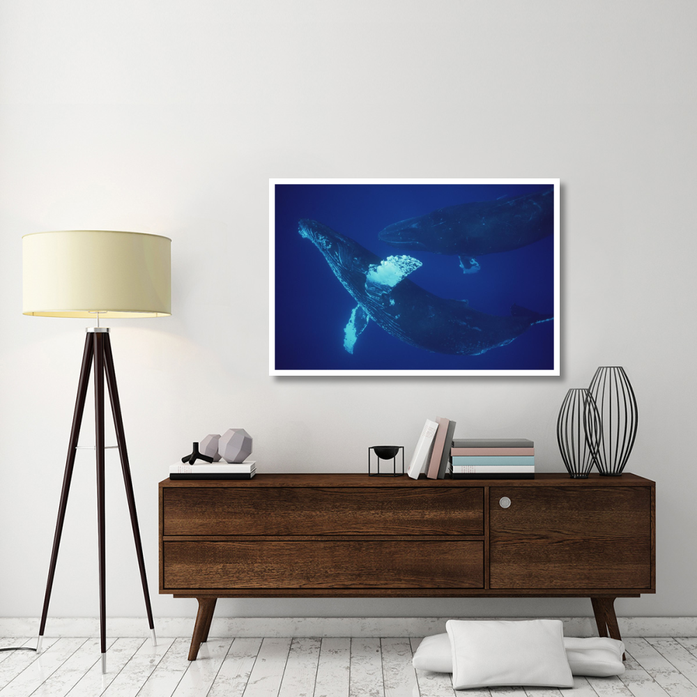 Humpback Whale singer and joiner, Maui, Hawaii-Paper Art-50&quotx34"