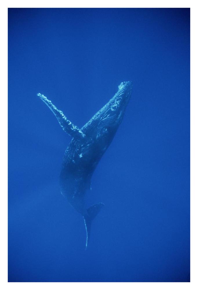 Humpback Whale swimming, underwater, Hawaii-Paper Art-26"x38"