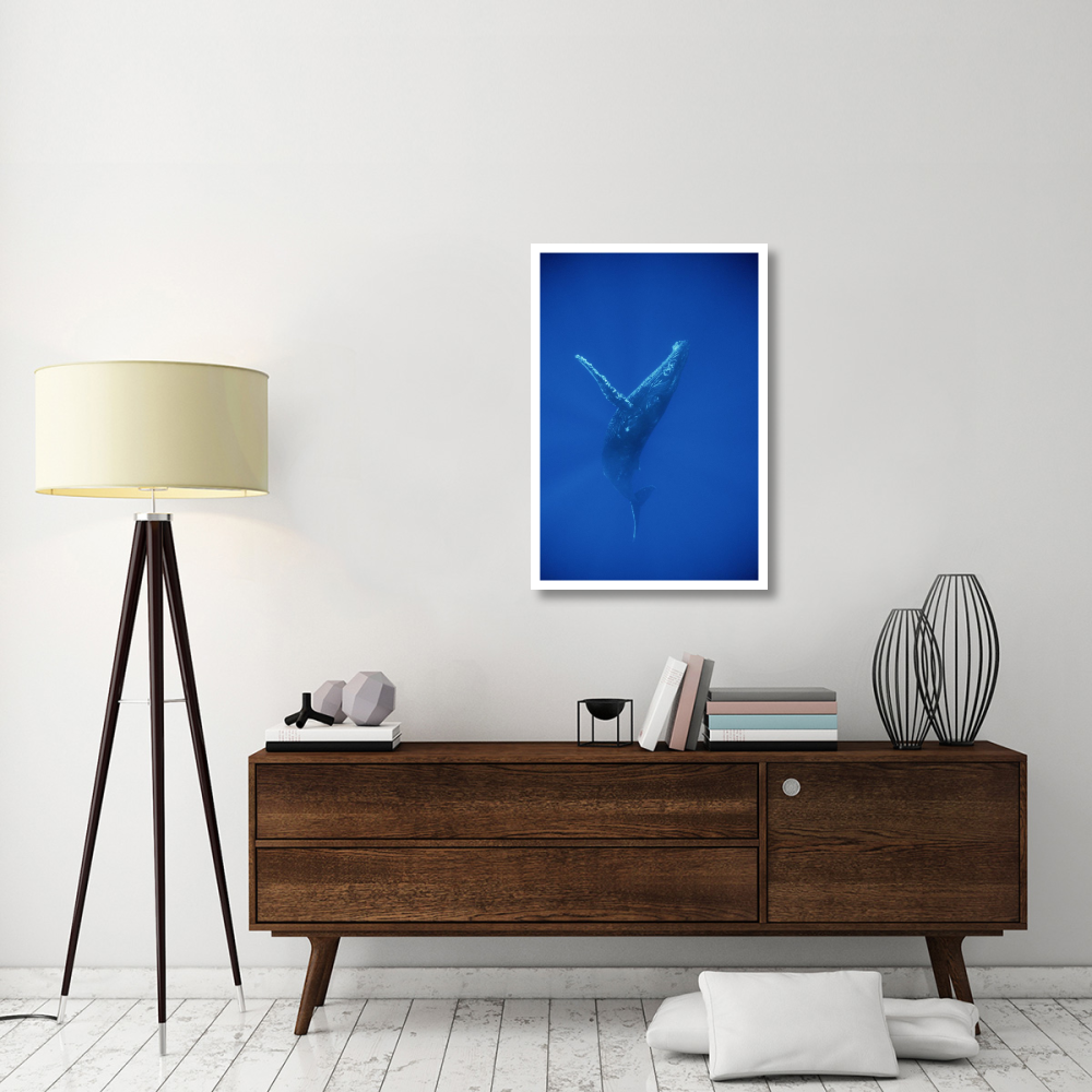 Humpback Whale swimming, underwater, Hawaii-Paper Art-26&quotx38"