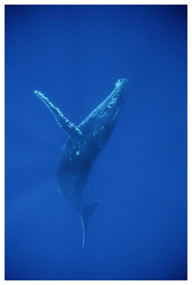 Humpback Whale swimming, underwater, Hawaii-Paper Art-42"x62"