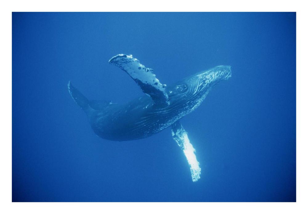 Humpback Whale friendly, Maui, Hawaii-Paper Art-26"x18"