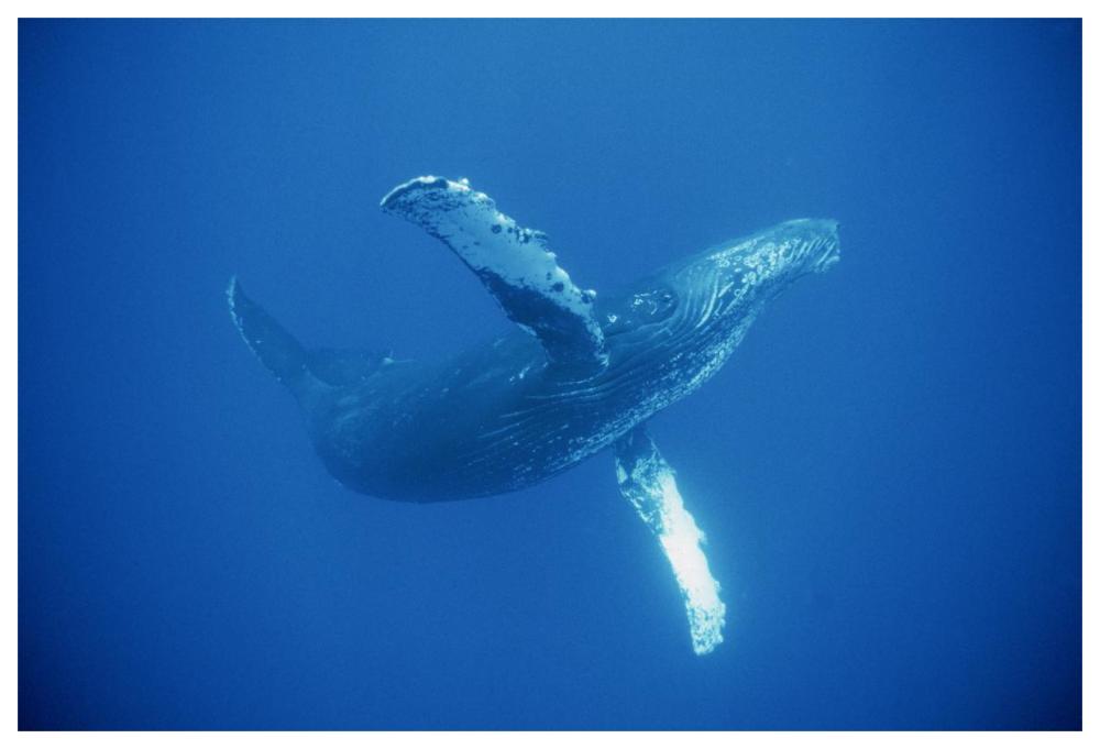 Humpback Whale friendly, Maui, Hawaii-Paper Art-62"x42"