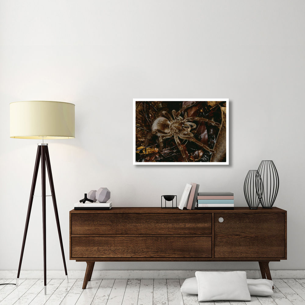Tarantula portrait, Rio Momon, Peru-Paper Art-38&quotx26"