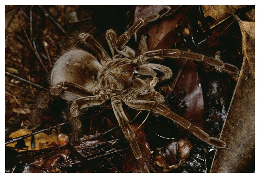 Tarantula portrait, Rio Momon, Peru-Paper Art-50"x34"