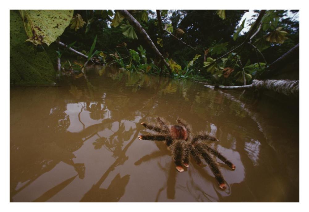 Peruvian Pinktoe Tarantula, Peru-Paper Art-32"x22"