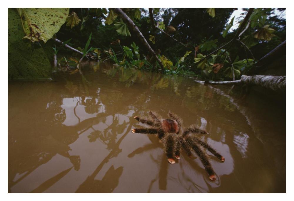 Peruvian Pinktoe Tarantula, Peru-Paper Art-38"x26"