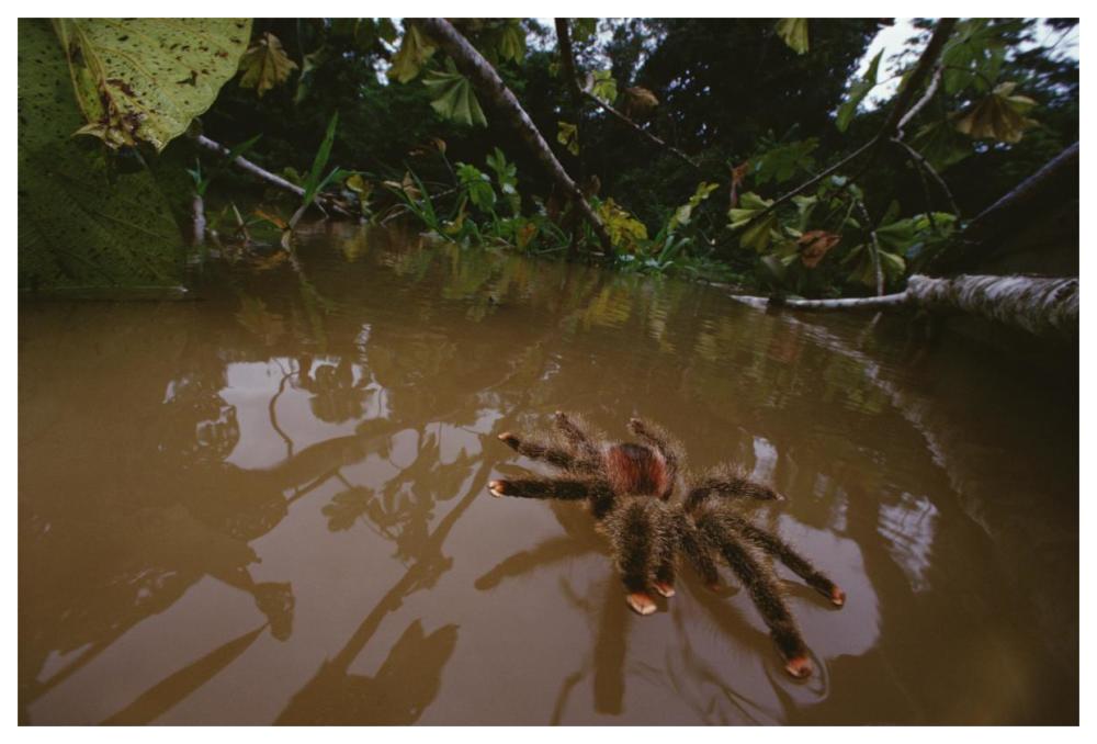 Peruvian Pinktoe Tarantula, Peru-Paper Art-62"x42"