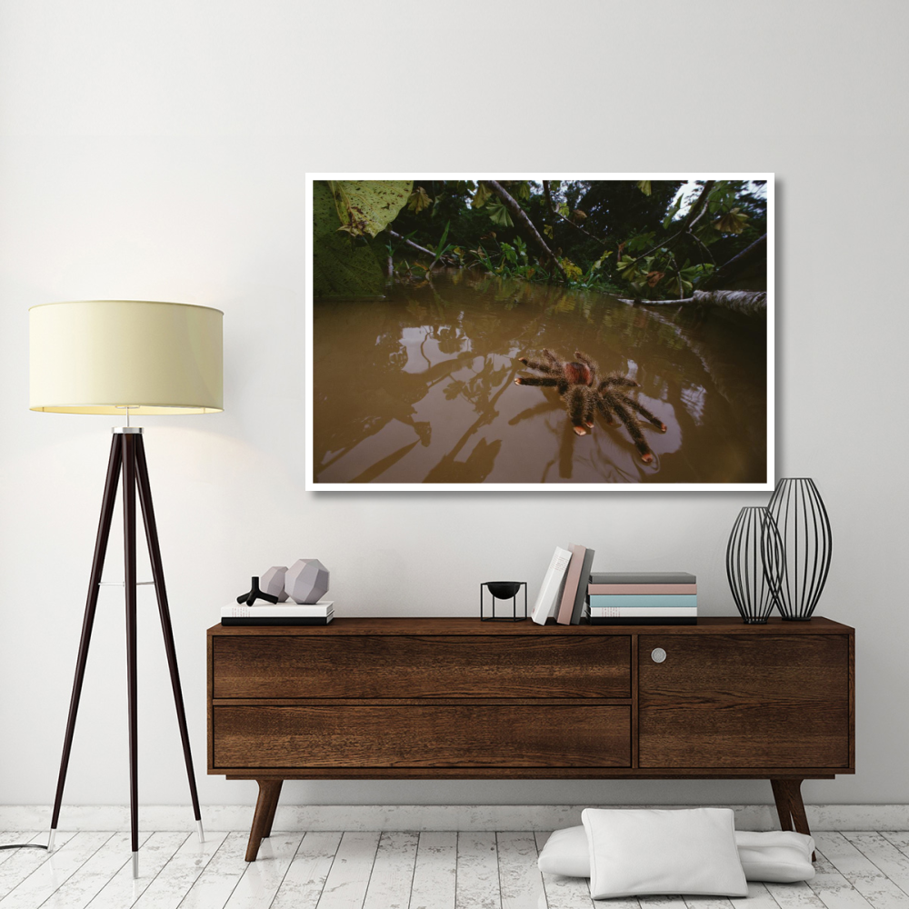 Peruvian Pinktoe Tarantula, Peru-Paper Art-62&quotx42"
