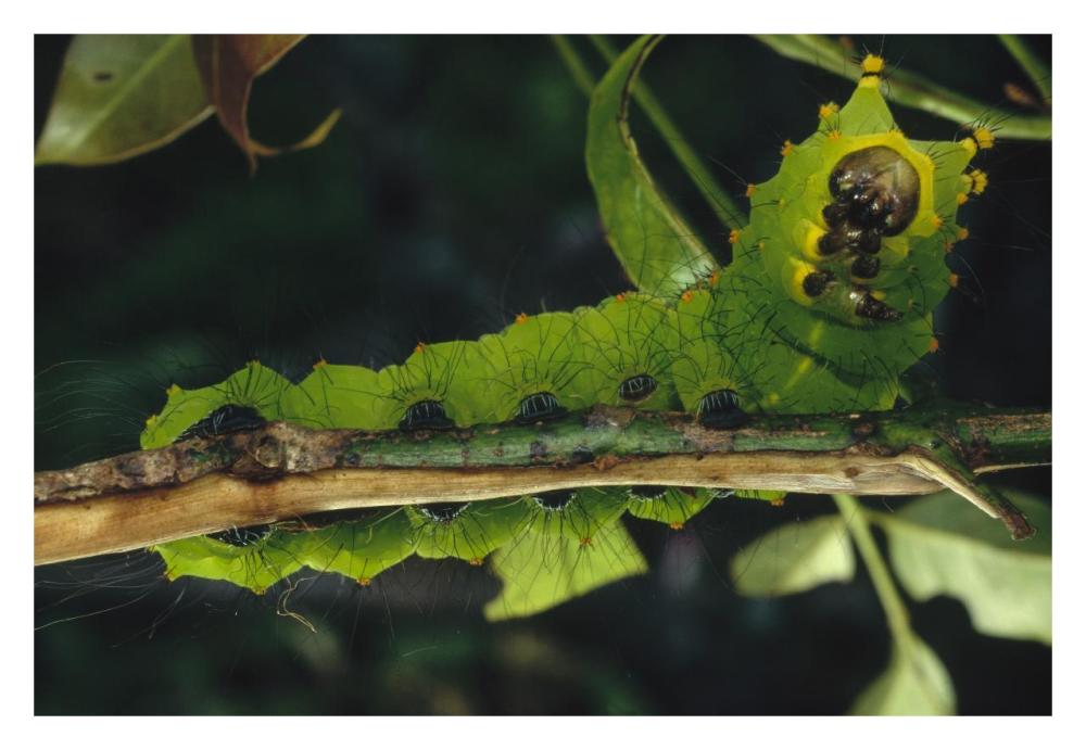 Caterpillar on branch, Tam Dao National Park, Vietnam-Paper Art-32"x22"