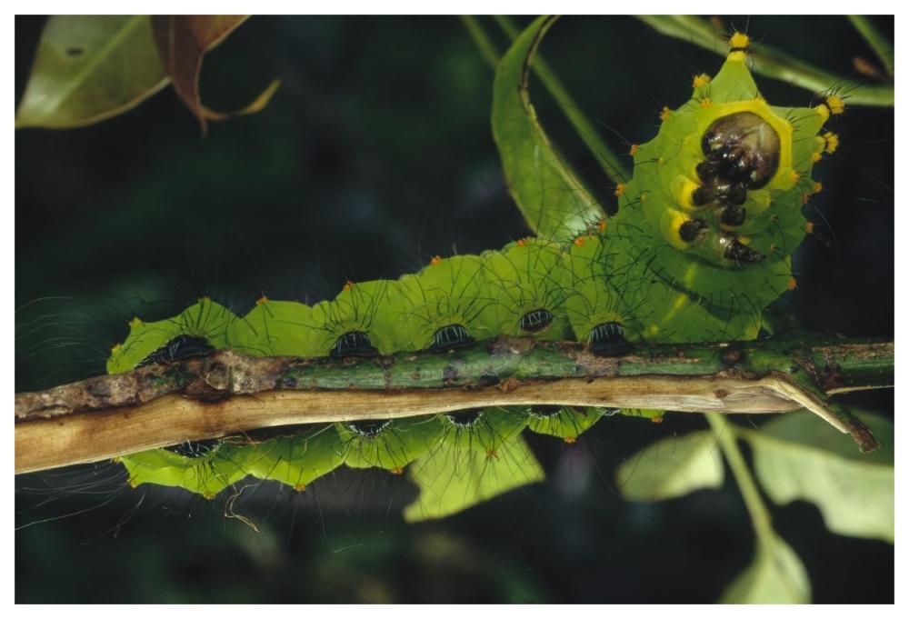 Caterpillar on branch, Tam Dao National Park, Vietnam-Paper Art-62"x42"