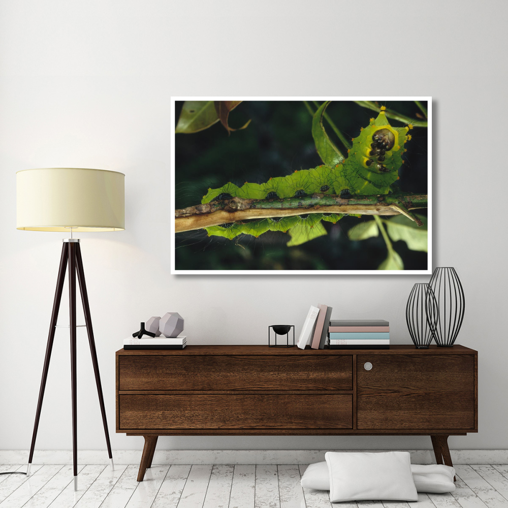 Caterpillar on branch, Tam Dao National Park, Vietnam-Paper Art-62&quotx42"