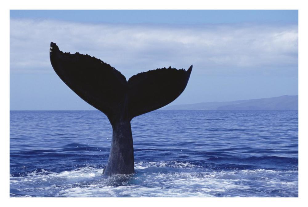 Humpback Whale tail lob, Maui, Hawaii-Paper Art-32"x22"