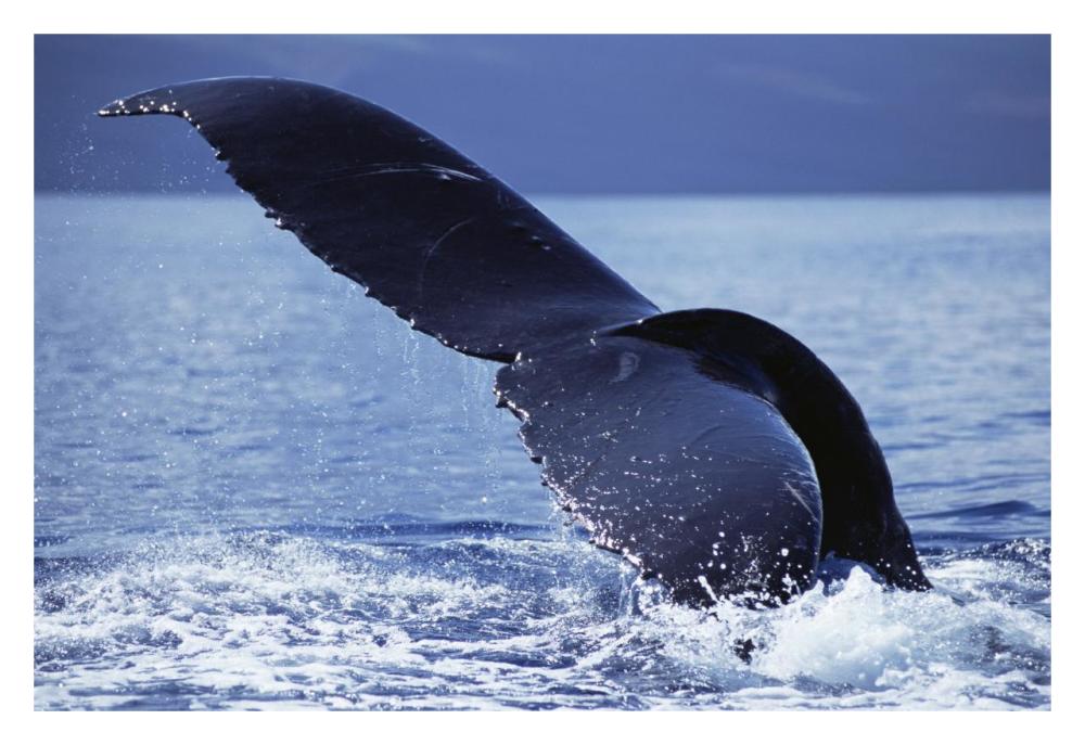 Humpback Whale tail lobs, Maui, Hawaii-Paper Art-32"x22"