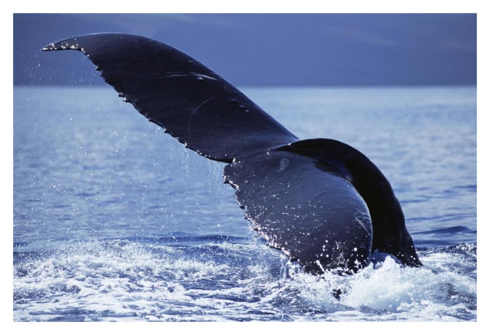 Humpback Whale tail lobs, Maui, Hawaii-Paper Art-38"x26"
